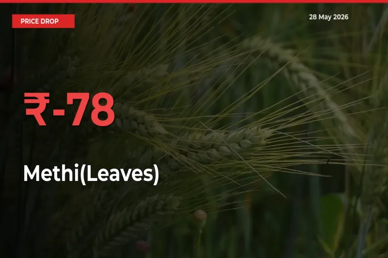Farmers Alert as Methi(Leaves) Prices Slide 78.08% in Local Mandis