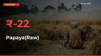 Why Papaya(Raw) Prices Fell 21.85% in a Day at Mandis