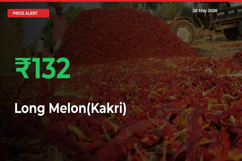 This Mandi Records 132.01% Jump in Long Melon(Kakri) Prices