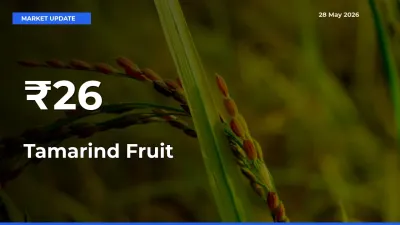 Tamarind Fruit Mandi Prices Move in Sync Across Major Markets Today