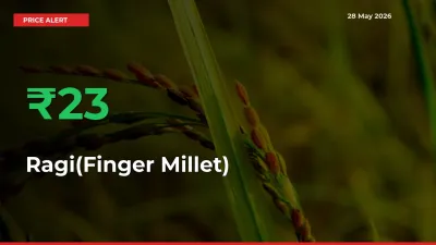 Farmers Cheer as Ragi(Finger Millet) Prices Surge 23.12% in Local Mandis
