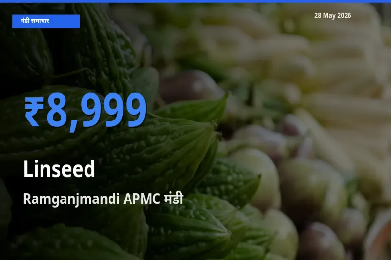 Ramganjmandi APMC मंडी में अलसी ₹8,999 पर पहुँचा – आज का सर्वोच्च भाव