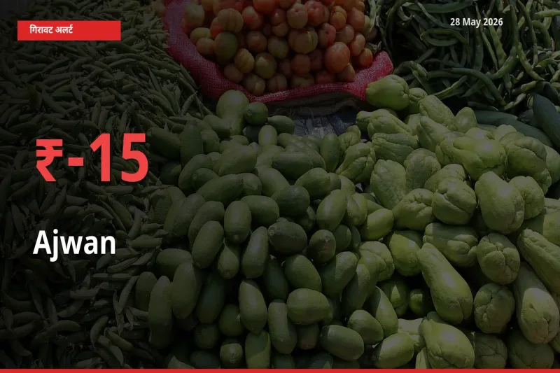 अजवाइन के दाम प्रमुख मंडी में 15.1% गिरे, 24 घंटे में बड़ा बदलाव