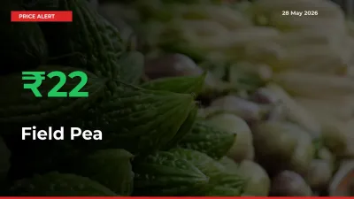Field Pea Prices Rise 22.14% in a Day at Major Mandis