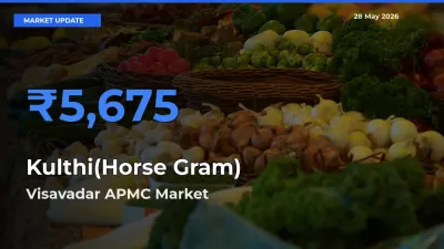 Visavadar APMC Emerges as Top Mandi for Kulthi(Horse Gram) Prices Today