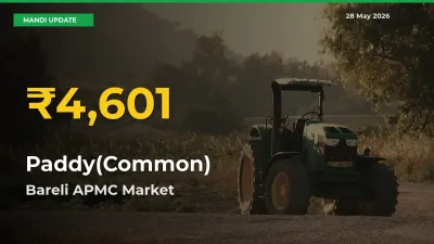 Why Paddy(Common) Prices Are Climbing in Bareli APMC – Today’s New High Explained