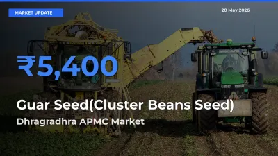 Dhragradhra APMC Emerges as Top Mandi for Guar Seed(Cluster Beans Seed) Prices Today
