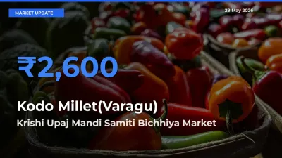 Krishi Upaj Mandi Samiti Bichhiya Records Highest ₹2,600 Rate for Kodo Millet(Varagu)