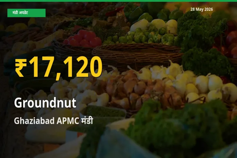 28 May अपडेट: Ghaziabad APMC में मूंगफली के दाम रिकॉर्ड स्तर पर