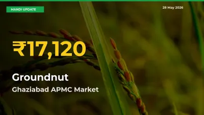Farmers Benefit as Groundnut Rate Touches New High in Ghaziabad APMC