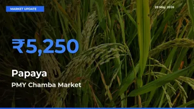 PMY Chamba Tops Papaya Rates – May 28 Market Update