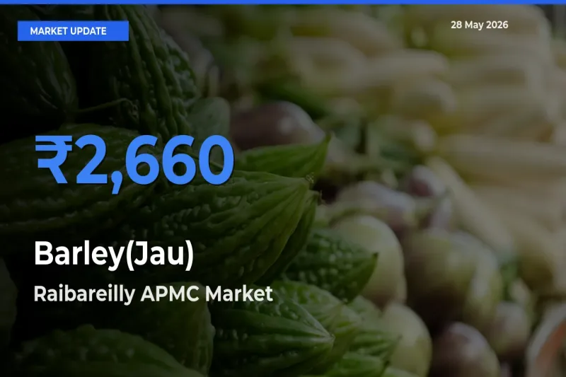Market Watch: Raibareilly APMC Becomes Top Mandi for Barley(Jau)