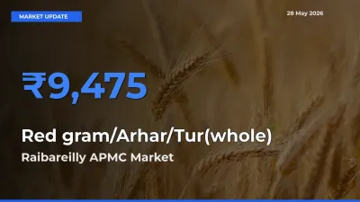 Market Watch: Raibareilly APMC Becomes Top Mandi for Red gram/Arhar/Tur(whole)