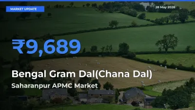 Top Performer! Saharanpur APMC Offers Best Bengal Gram Dal(Chana Dal) Price Today