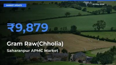 Market Watch: Saharanpur APMC Becomes Top Mandi for Gram Raw(Chholia)