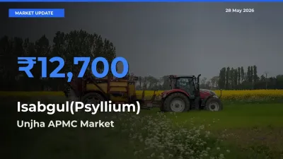 Unjha APMC Emerges as Top Mandi for Isabgul(Psyllium) Prices Today