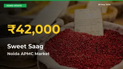 Why Sweet Saag Prices Are Climbing in Noida APMC – Today’s New High Explained