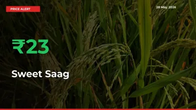 Sweet Saag Mandi Rate Today: Prices Jump 22.69% at Market