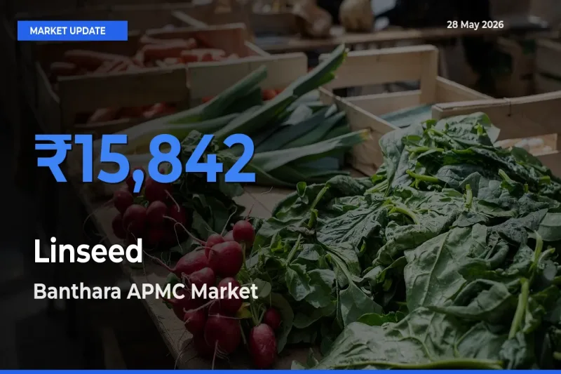 Banthara APMC Tops Linseed Mandi Rates Today