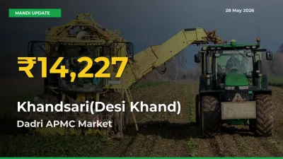 Fresh Record! Khandsari(Desi Khand) Price Climbs to New High in Dadri APMC