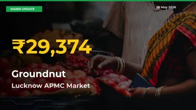 Groundnut Hits Fresh High in Lucknow APMC Today