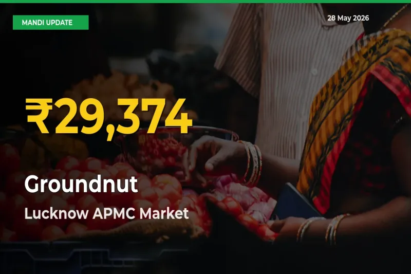 Groundnut Hits Fresh High in Lucknow APMC Today
