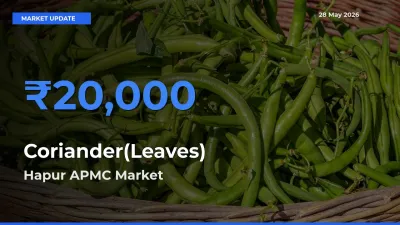 Market Watch: Hapur APMC Becomes Top Mandi for Coriander(Leaves)