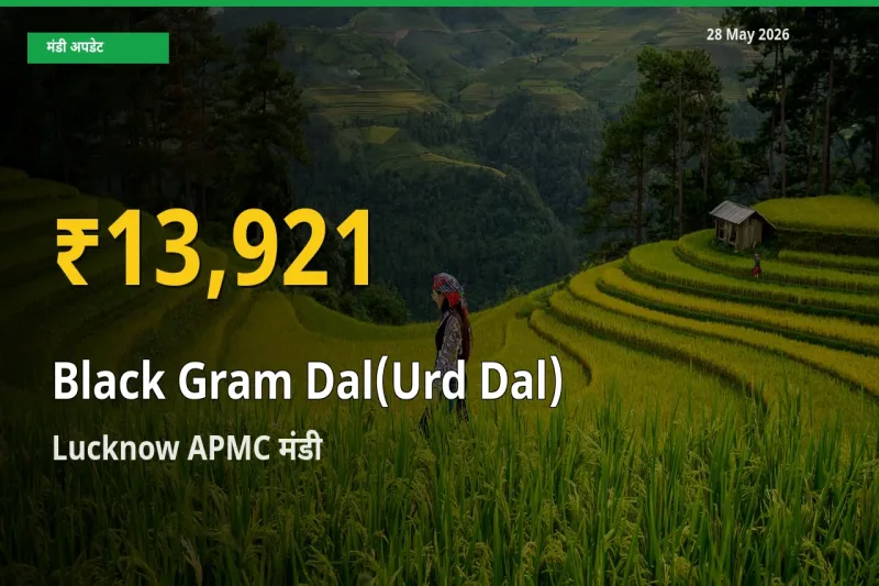 उड़द दाल के दामों ने बनाया नया रिकॉर्ड, Lucknow APMC में तेज़ी
