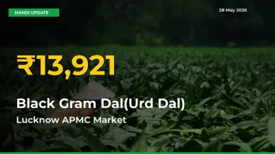 Black Gram Dal(Urd Dal) Price Rally Continues – Lucknow APMC Hits Fresh High Today