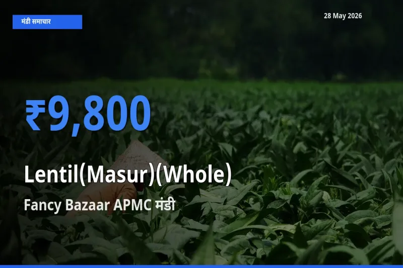 Fancy Bazaar APMC मंडी में मसूर दाल (साबुत) ₹9,800 पर पहुँचा – आज का सर्वोच्च भाव