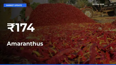 Why Amaranthus Prices Are Moving Across Multiple Mandis Today