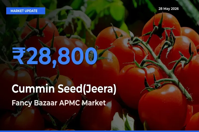 Fancy Bazaar APMC Records Highest ₹28,800 Rate for Cummin Seed(Jeera)