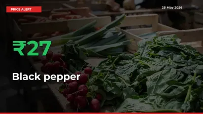Sudden 27.24% Rally in Black pepper Prices Across Mandis