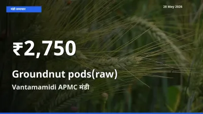 कच्ची मूंगफली (फली सहित) के दाम 30 दिनों के सबसे निचले स्तर पर, Vantamamidi APMC