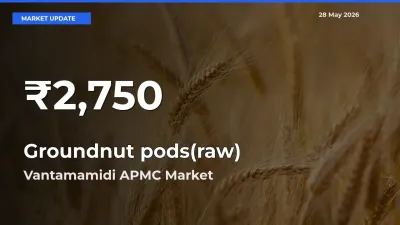 Groundnut pods(raw) Hits 30-Day Low in Vantamamidi APMC