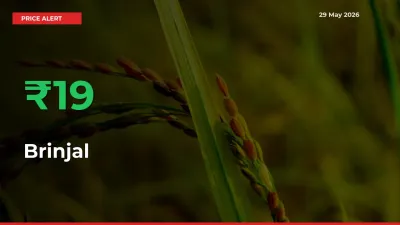 Big Rally! Brinjal Climbs 18.66% in 24 Hours at Top Mandis