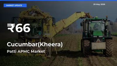 Cucumbar(Kheera) Mandi Rate Today: 30-Day Low Recorded in Patti APMC