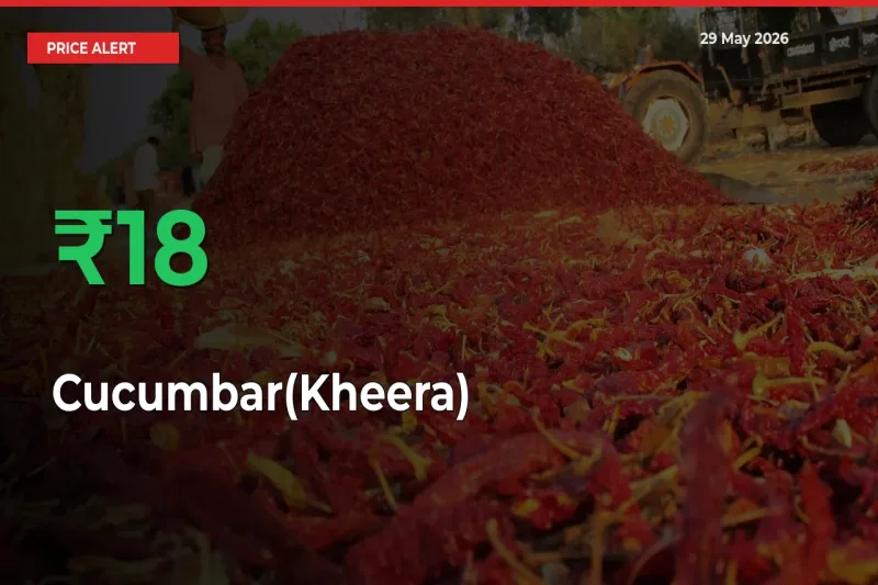 Big Rally! Cucumbar(Kheera) Climbs 17.92% in 24 Hours at Top Mandis