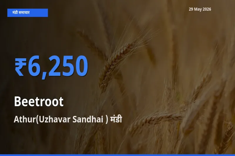 बाज़ार संकेत: Athur(Uzhavar Sandhai ) बना चुकंदर के लिए आज की टॉप मंडी