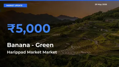 Farmers Prefer Harippad Market as Banana - Green Hits Highest Rate