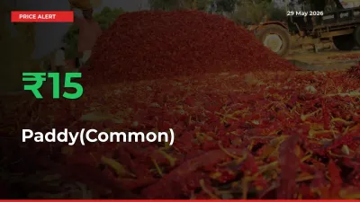 Sharp Jump! Paddy(Common) Prices Climb 15.13% in 24 Hours at Key Mandis