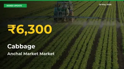 Cabbage Price Rally Continues – Anchal Market Hits Fresh High Today