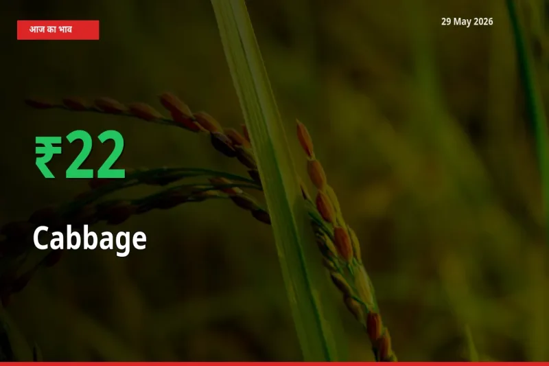 पत्ता गोभी 21.53% उछला, मंडी