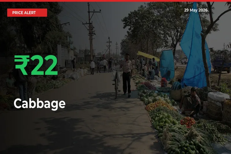 Big Rally! Cabbage Climbs 21.53% in 24 Hours at Top Mandis