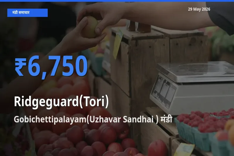 आज तोरई के सबसे ज़्यादा दाम Gobichettipalayam(Uzhavar Sandhai ) मंडी में दर्ज