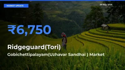 Gobichettipalayam(Uzhavar Sandhai ) Tops Ridgeguard(Tori) Rates – May 29 Market Update