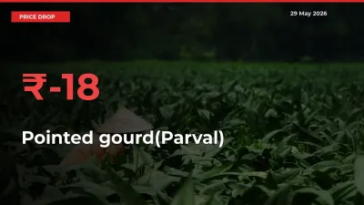 Why Pointed gourd(Parval) Prices Fell 18.43% in a Day at Mandis