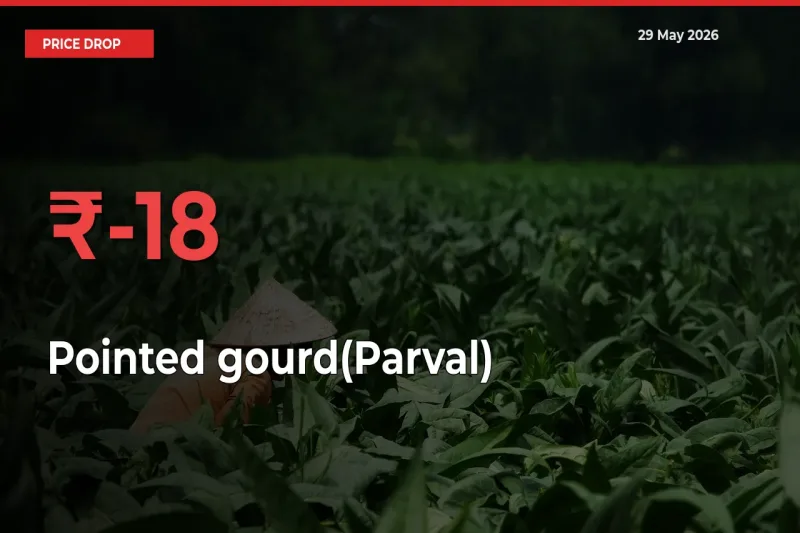 Why Pointed gourd(Parval) Prices Fell 18.43% in a Day at Mandis