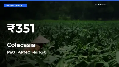 Colacasia Prices Touch 30-Day Low in Patti APMC – May 29 Update