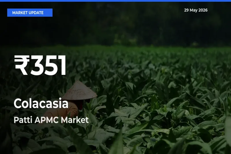 Colacasia Prices Touch 30-Day Low in Patti APMC – May 29 Update